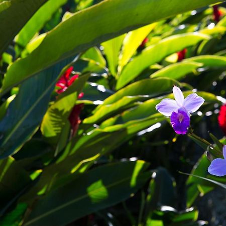 Pousada Da Figueira Angra dos Reis Ngoại thất bức ảnh